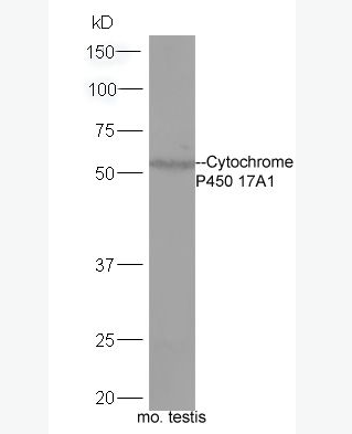 Anti-Cytochrome P450 17A1 antibody -细胞色素C P450 17A1抗体