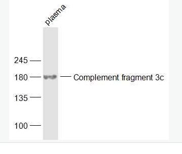 Anti-Complement fragment 3c antibody -补体片段C3c抗体