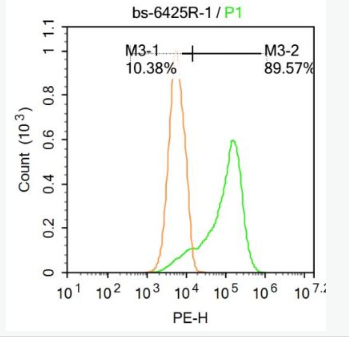 Anti-TRP12/TRPV4 antibody -瞬时受体电位蛋白12抗体