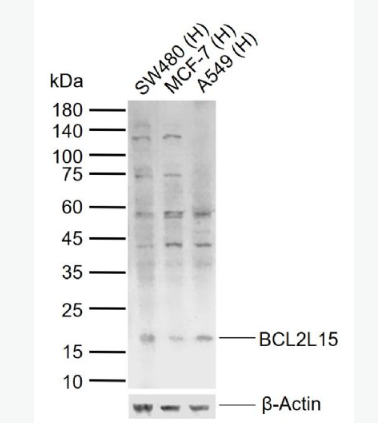 Anti-BCL2L15 antibody -BCL2样15促凋亡蛋白抗体