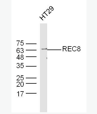 Anti-REC8 antibody -减数分裂重组蛋白家族REC8抗体