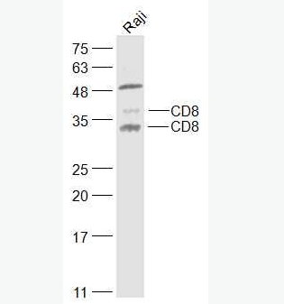 Anti-CD8 antibody -CD8抗体