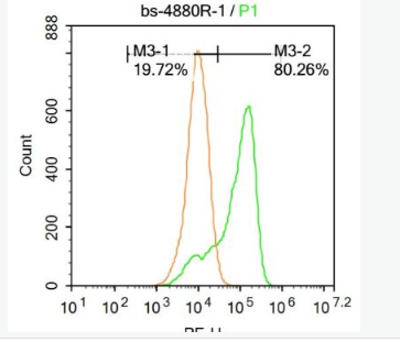 Anti-IKK beta antibody -KB抑制蛋白激酶β抗体