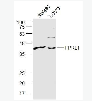 Anti-FPRL1 antibody -脂氧素受体1抗体