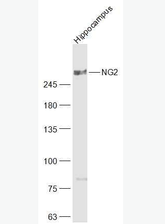 Anti-NG2 antibody -黑色素瘤硫酸软骨素蛋白多糖4抗体