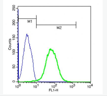 Anti-Cytochrome b245 Light Chain antibody -细胞色素b245轻链抗体