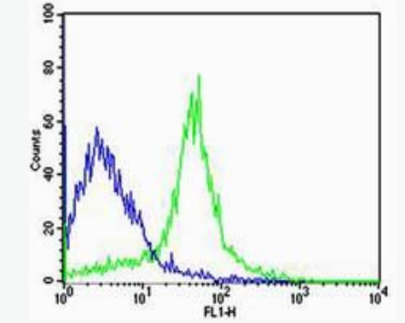 Anti-CD31 antibody -血小板内皮细胞黏附分子-1抗体