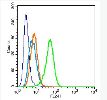 Anti-CD11b antibody -整合素αM/巨噬细胞表面分子抗体