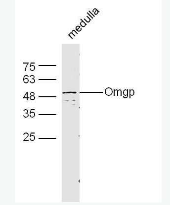 Anti-Omgp antibody-少突细胞髓磷脂糖蛋白抗体