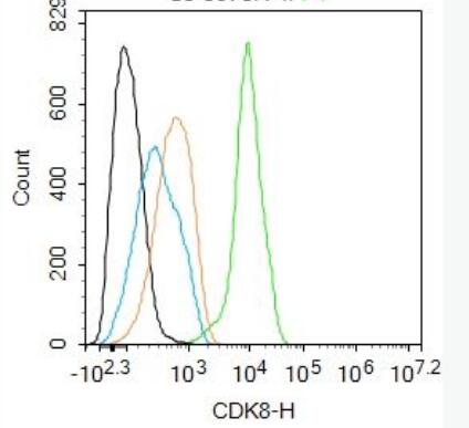 Anti-CDK8 antibody-周期素依赖性激酶8抗体