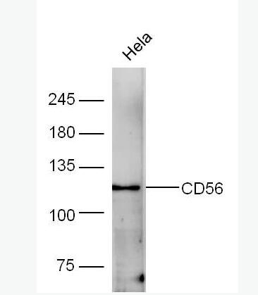 Anti-CD56 antibody-神经细胞粘附分子1抗体
