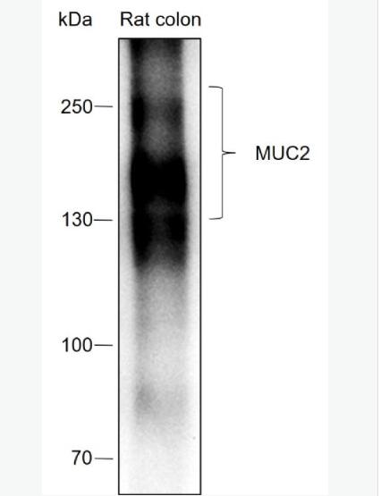 Anti-MUC2 antibody-粘蛋白-2/上皮膜抗原2重组兔单克隆抗体