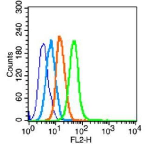 Anti-CCR-2  antibody-细胞表面趋化因子受体2抗体