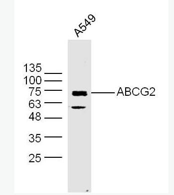 Anti-ABCG2 antibody-三磷酸腺苷结合转运蛋白G超家族成员2抗体