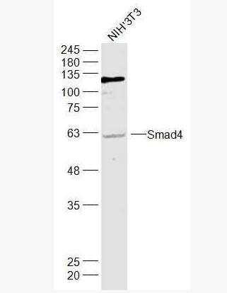 Anti-Smad4 antibody-Smad4抗体