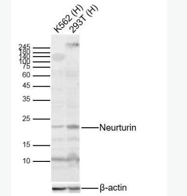 Anti-Neurturin  antibody-神经营养因子抗体