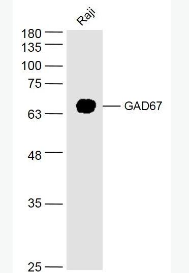 Anti-GAD67 antibody-谷氨酸脱羧酶67抗体