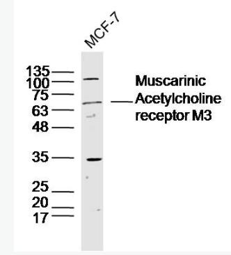 Anti-Muscarinic Acetylcholine receptor M3 antibody-毒蕈碱型乙酰胆碱受体M3抗体