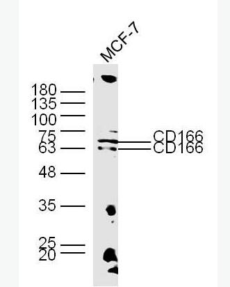 Anti-CD166  antibody-活化白细胞粘附分子抗体