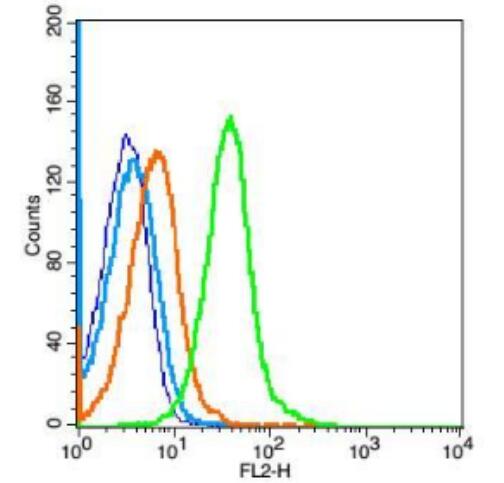 Anti-VEGFR1 antibody-血管内皮生长因子受体1抗体