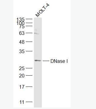 Anti-DNase I antibody-脱氧核糖核酸酶1抗体