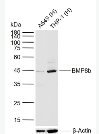 Anti-BMP8b antibody-骨形态发生蛋白8抗体