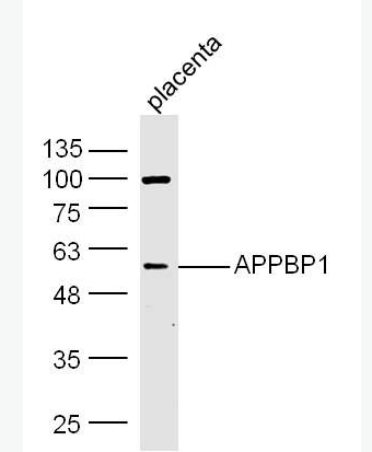 Anti-APPBP1 antibody-β淀粉样蛋白前体蛋白结合蛋白1抗体