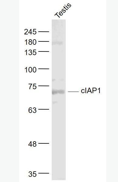 Anti-cIAP1 antibody-凋亡抑制因子1抗体