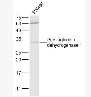 Anti-Prostaglandin dehydrogenase 1 antibody-前列腺素脱氢酶1抗体