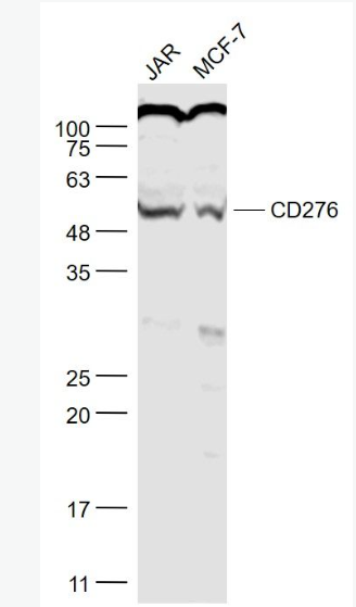 Anti-B7-H3  antibody-CD276抗体