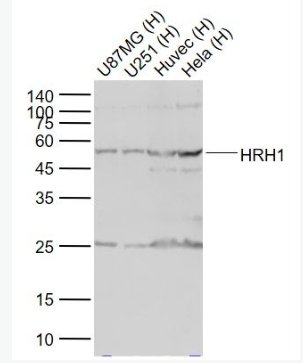 Anti-HRH1 antibody-组胺受体H1抗体