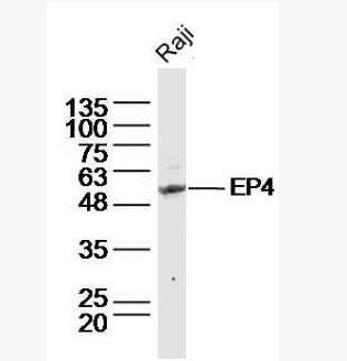 Anti-EP4  antibody-前列腺素E受体蛋白4抗体