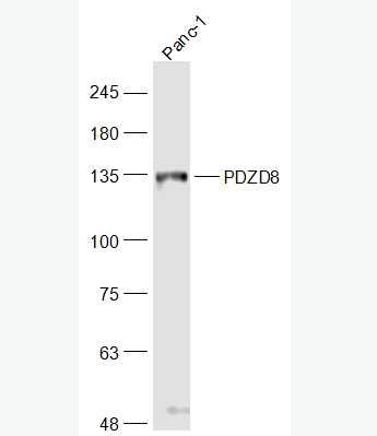 Anti-PDZD8 antibody-PDZ结构域PDZK8蛋白抗体