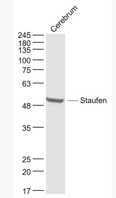 Anti-Staufen antibody-双链RNA结合蛋白Staufen抗体