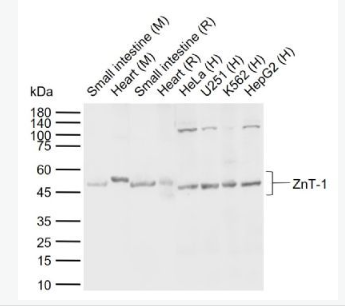 Anti-ZnT-1  antibody-锌转运蛋白1抗体