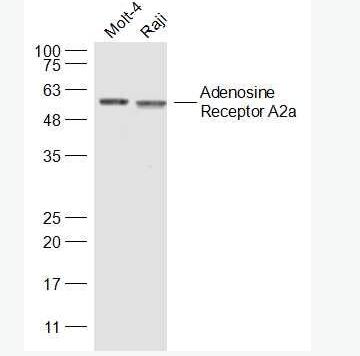 Anti-Adenosine Receptor A2a antibody-腺苷A2A受体抗体