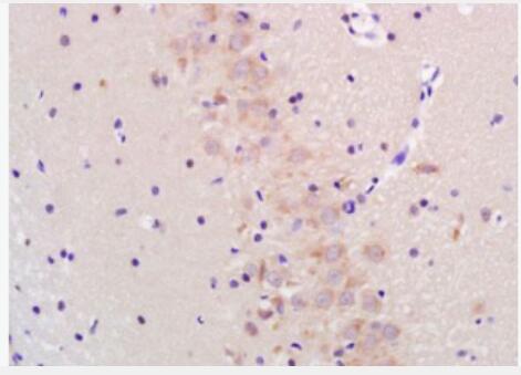 Anti-DDIT3 antibody-GADD153抗体