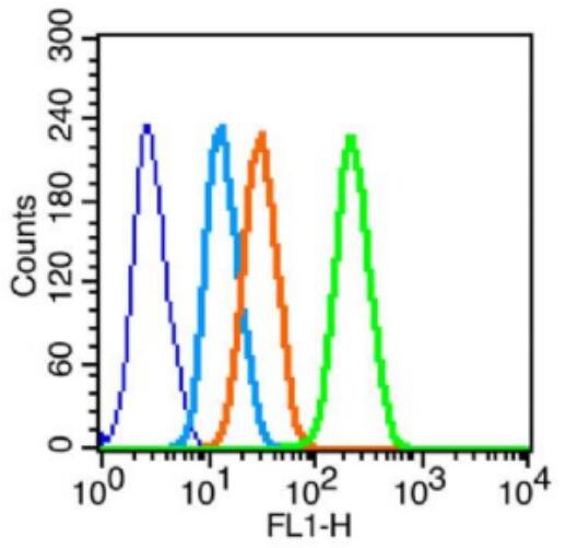 Anti-Retinoid X receptor alpha  antibody-核受体RXRα抗体