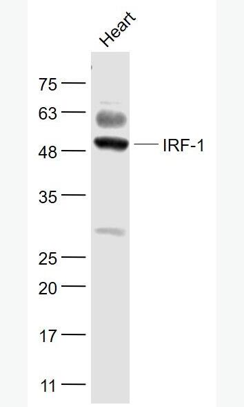 Anti-IRF1 antibody-干扰素调节因子1抗体