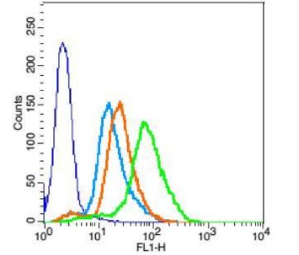 Anti-PEPT1   antibody-肠道肽转运蛋白1/小肽转运蛋白1抗体