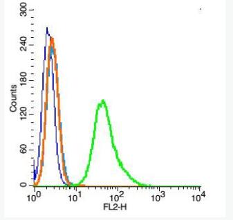 Anti-Ezrin/Radixin antibody-埃兹蛋白抗体