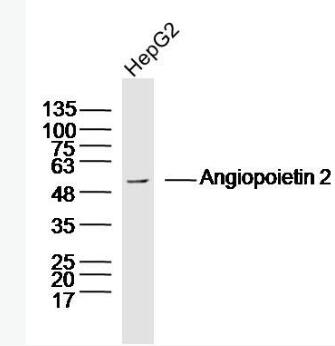 Anti-Angiopoietin 2 antibody-血管生成素2抗体