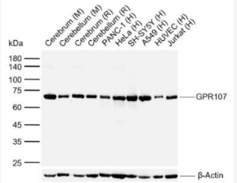 Anti-GPR107 antibody-G蛋白偶联受体107抗体