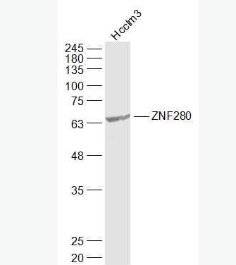 Anti-SUHW1/ZNF280 antibody-锌指蛋白280抗体