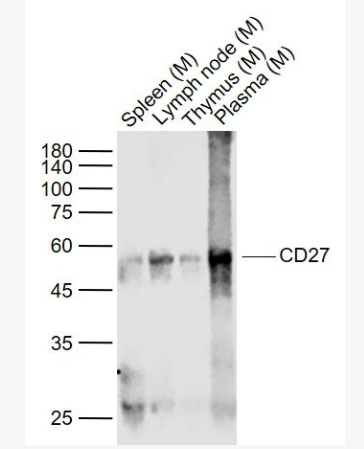 Anti-CD27 antibody-CD27重组兔单克隆抗体