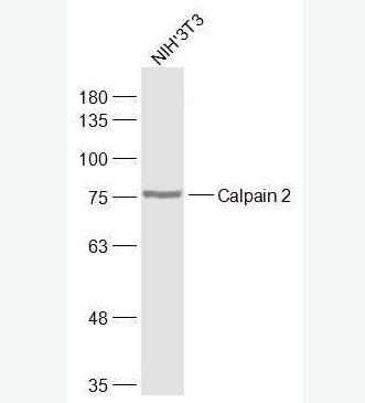 Anti-Calpain 2 antibody-钙激活的中性蛋白酶2抗体