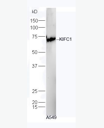 Anti-KIFC1 antibody-驱动蛋白家族成员C1抗体