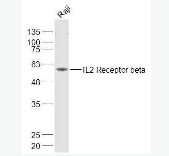 Anti-IL2 Receptor betaantibody-白介素2受体β链（CD122）抗体