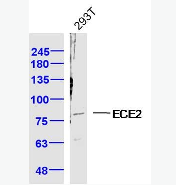 Anti-ECE2 antibody-内皮素转化酶2抗体