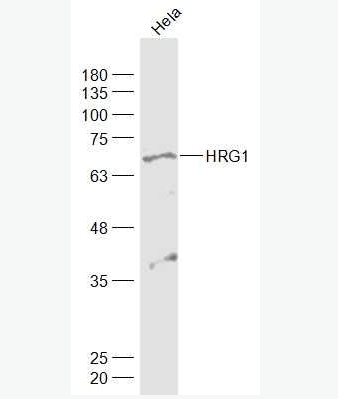 Anti-HRG1 antibody-神经调节蛋白1抗体
